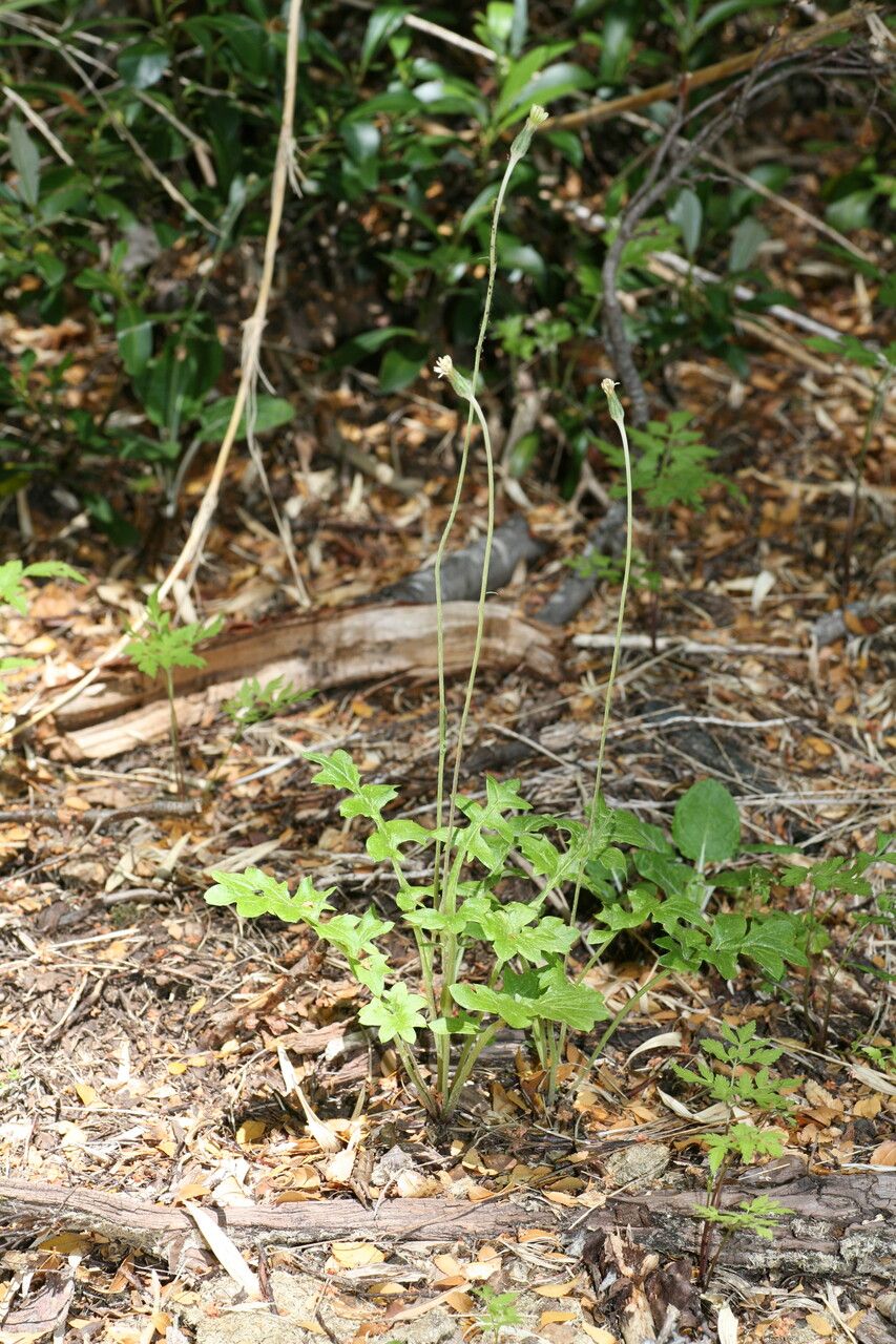 Macrachaenium gracile — houseplant care guide