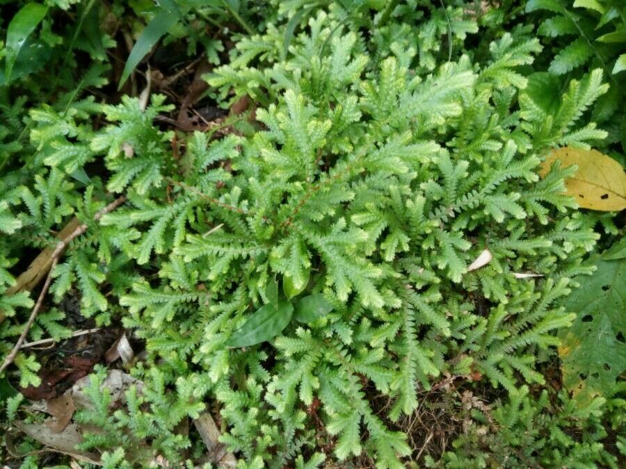 Selaginella eurynota leaf