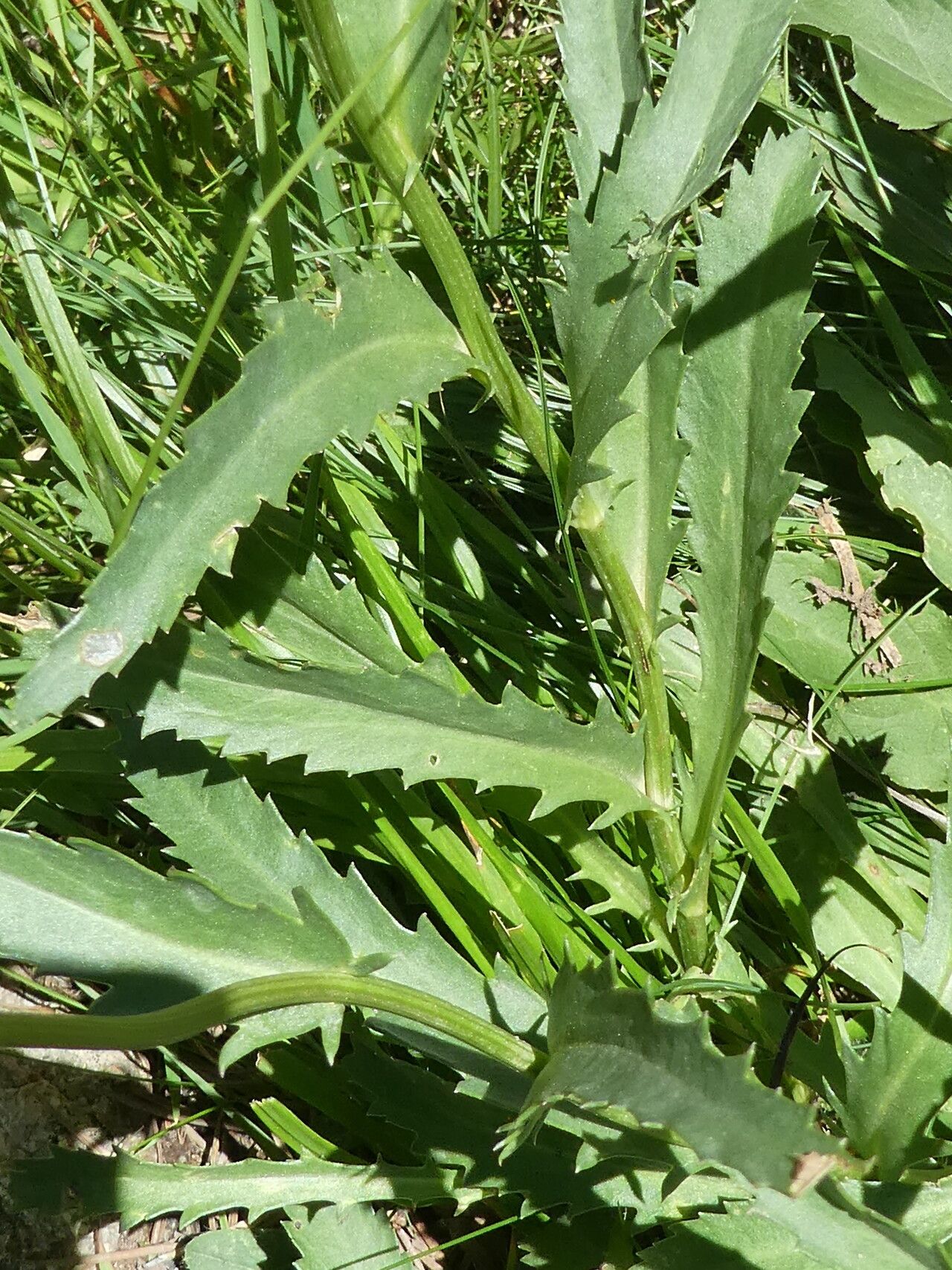 Leucanthemum catalaunicum