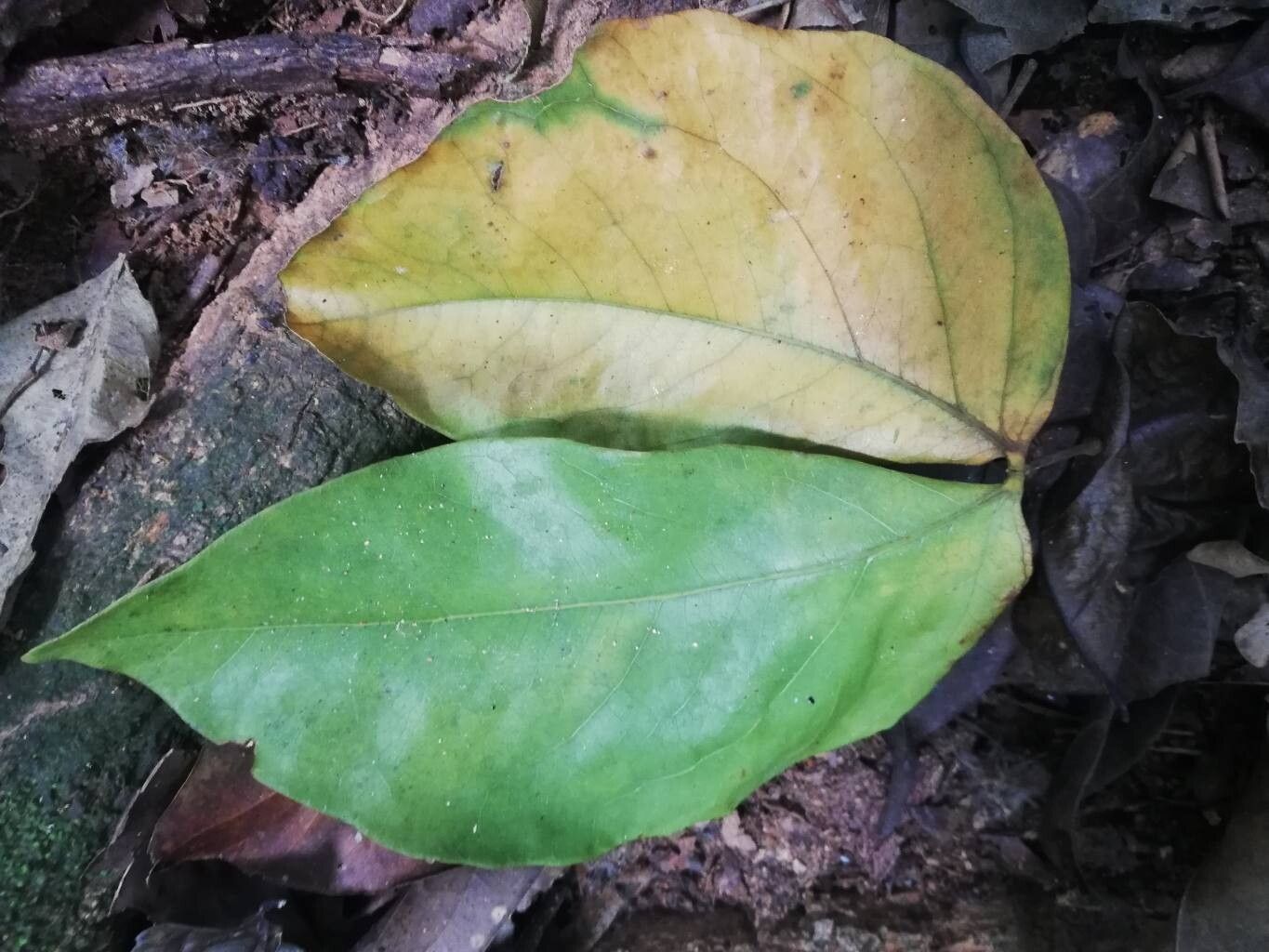 Guibourtia tessmannii — houseplant care guide