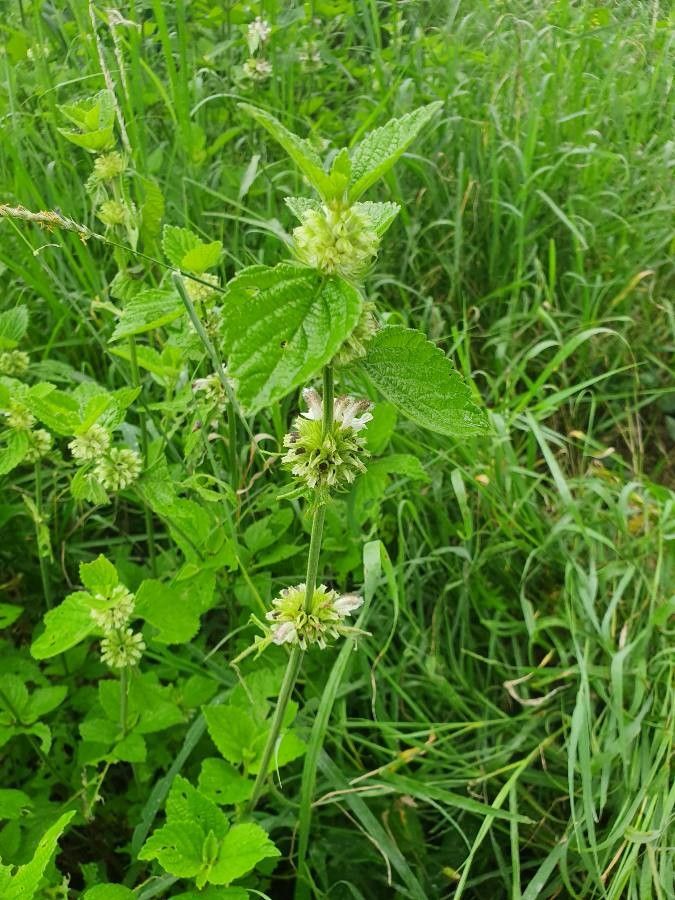 Leucas grandis flower