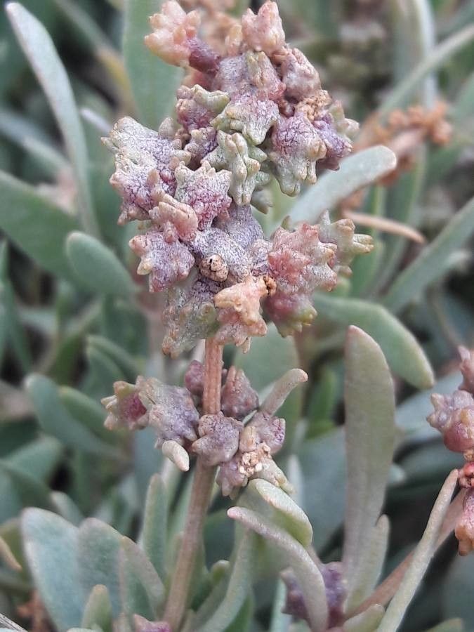 Halimione portulacoides fruit