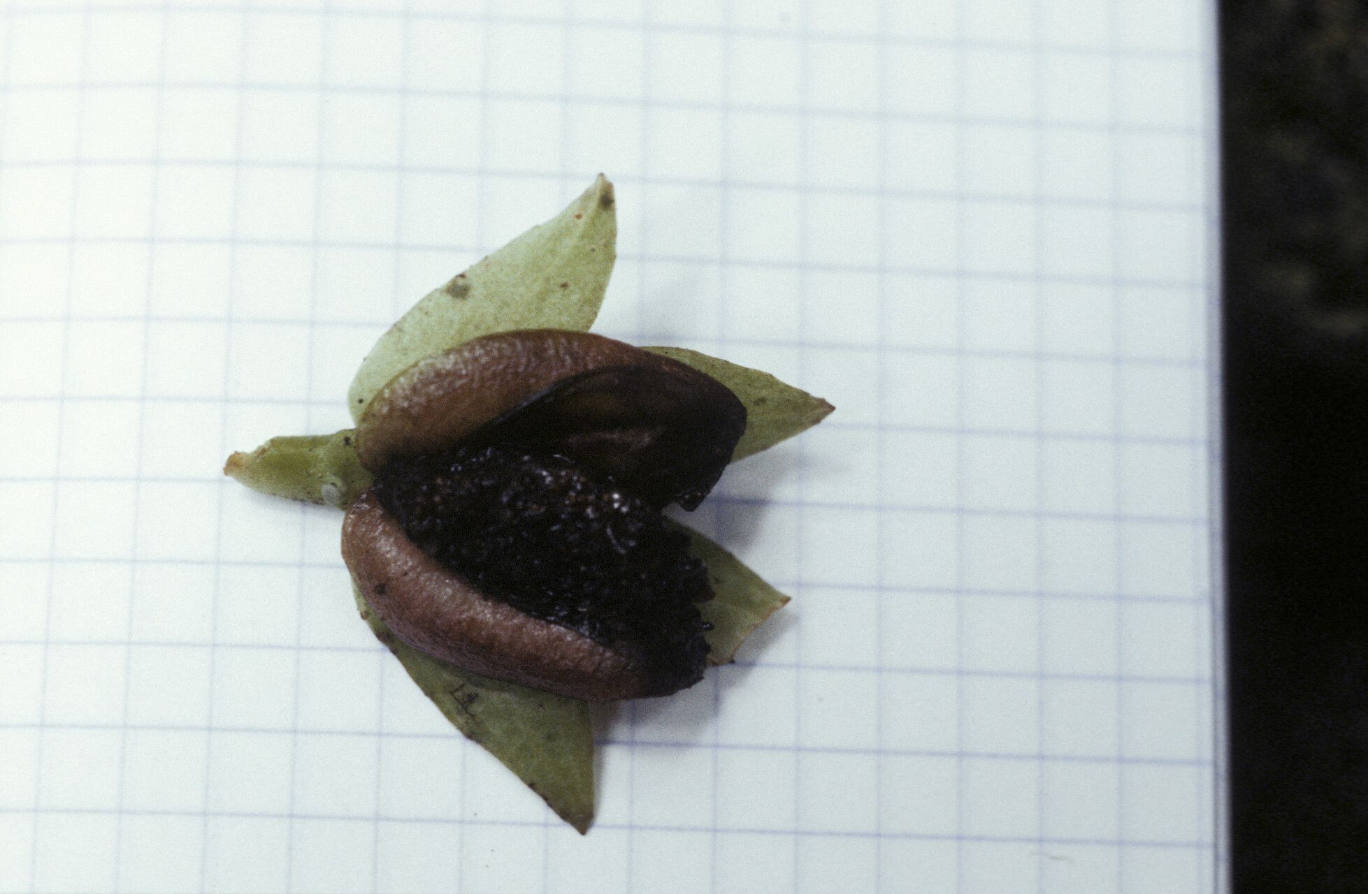 Drymonia psilocalyx — houseplant care guide