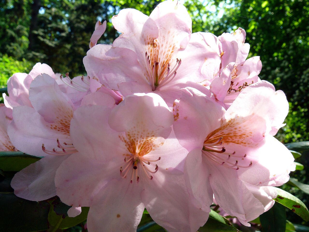 Rhododendron schlippenbachii flower