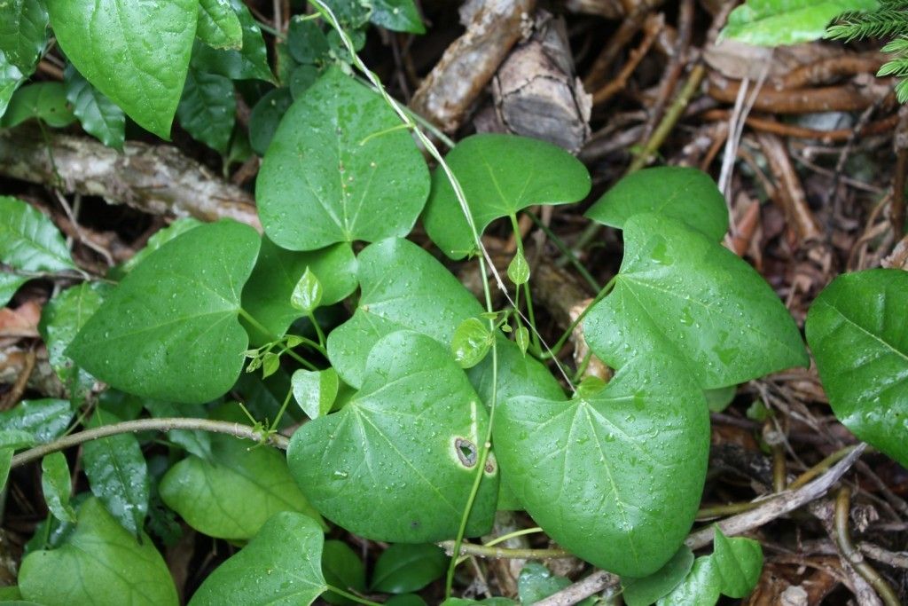 Tinospora neocaledonica — related species from the same genus