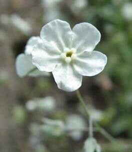 Iberodes linifolia flower