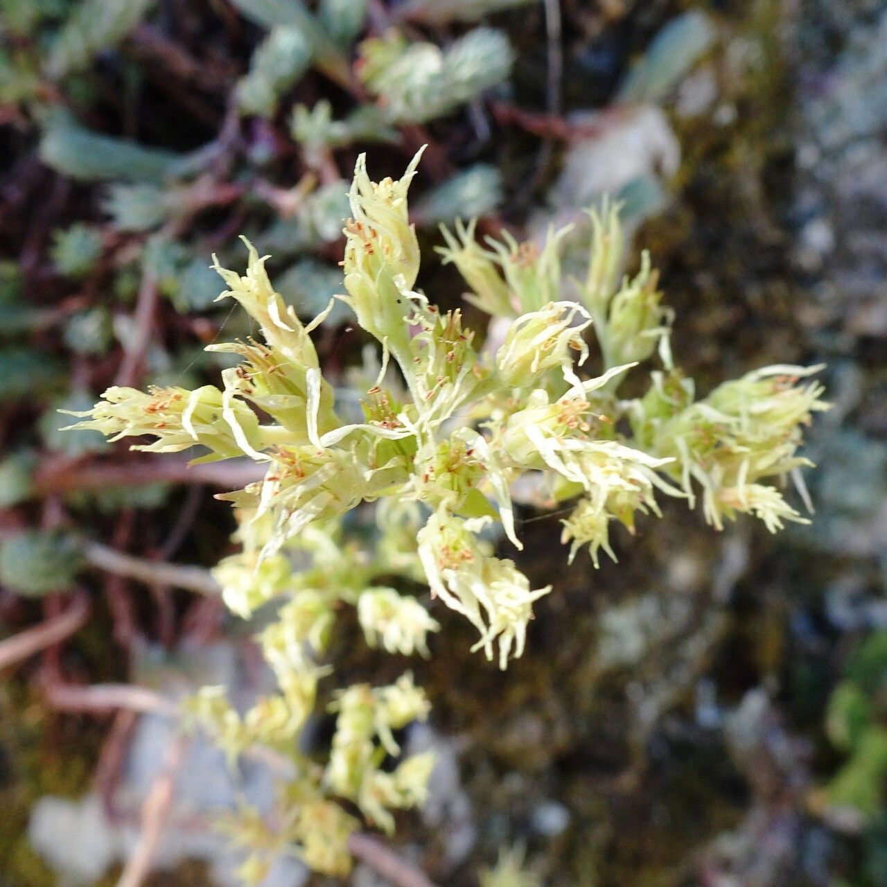 Sedum ochroleucum flower