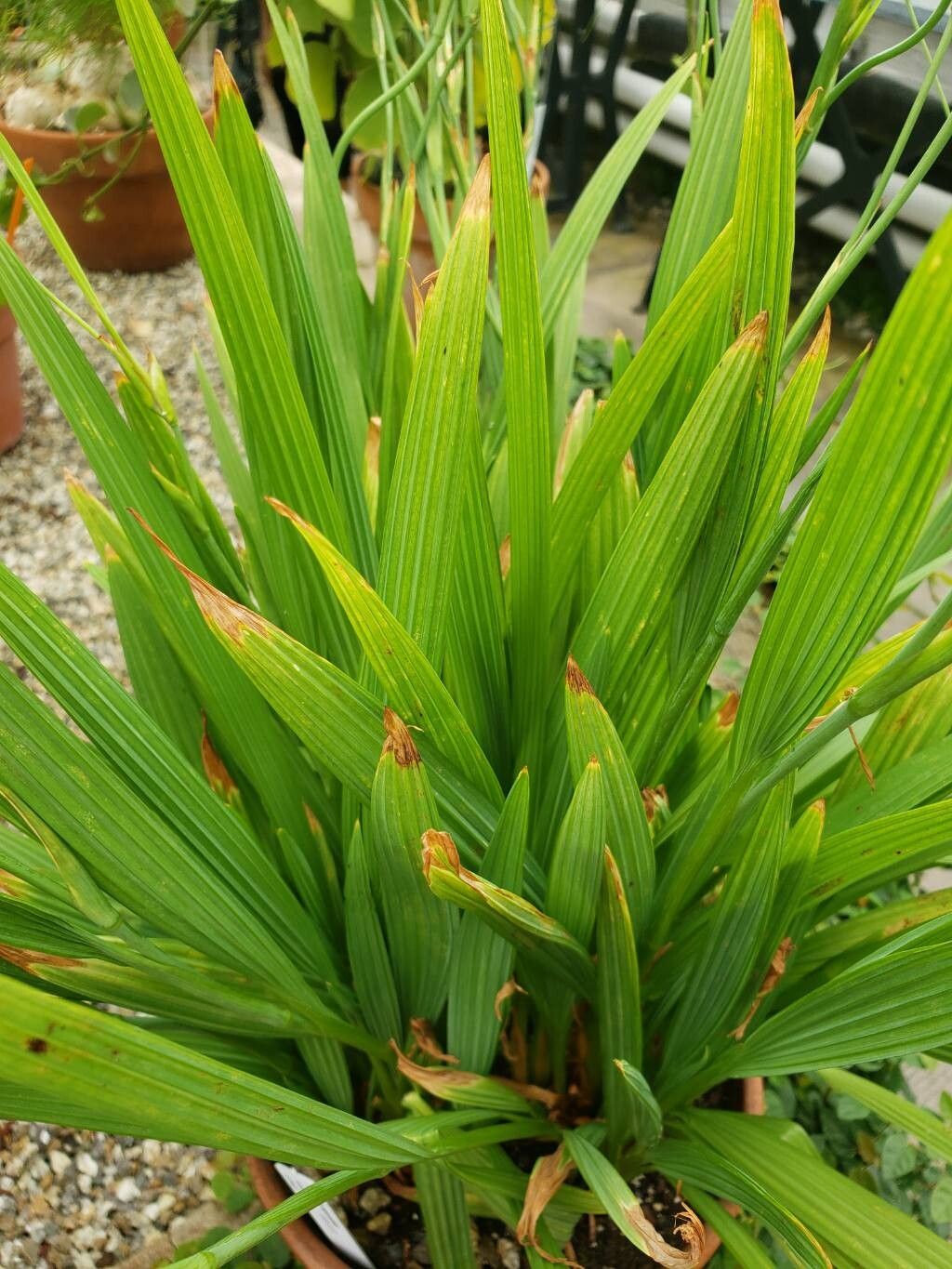 Cypella aquatilis leaf