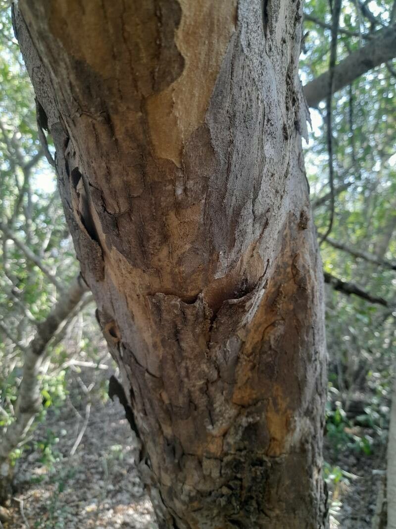 Manilkara mochisia bark