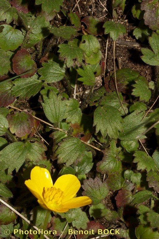 Ranunculus gregarius — houseplant care guide