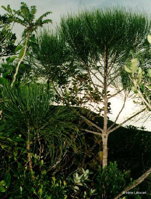 Gymnostoma intermedium — related species from the same genus