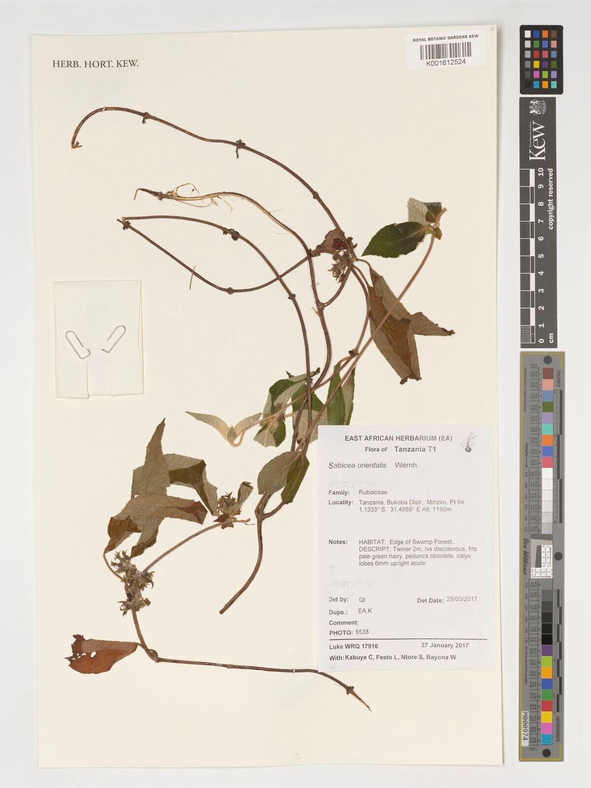 Sabicea orientalis — houseplant care guide