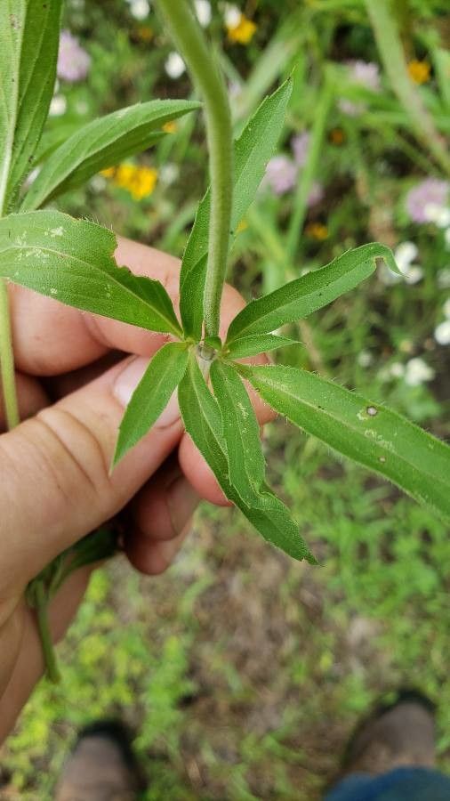 Monarda punctata leaf