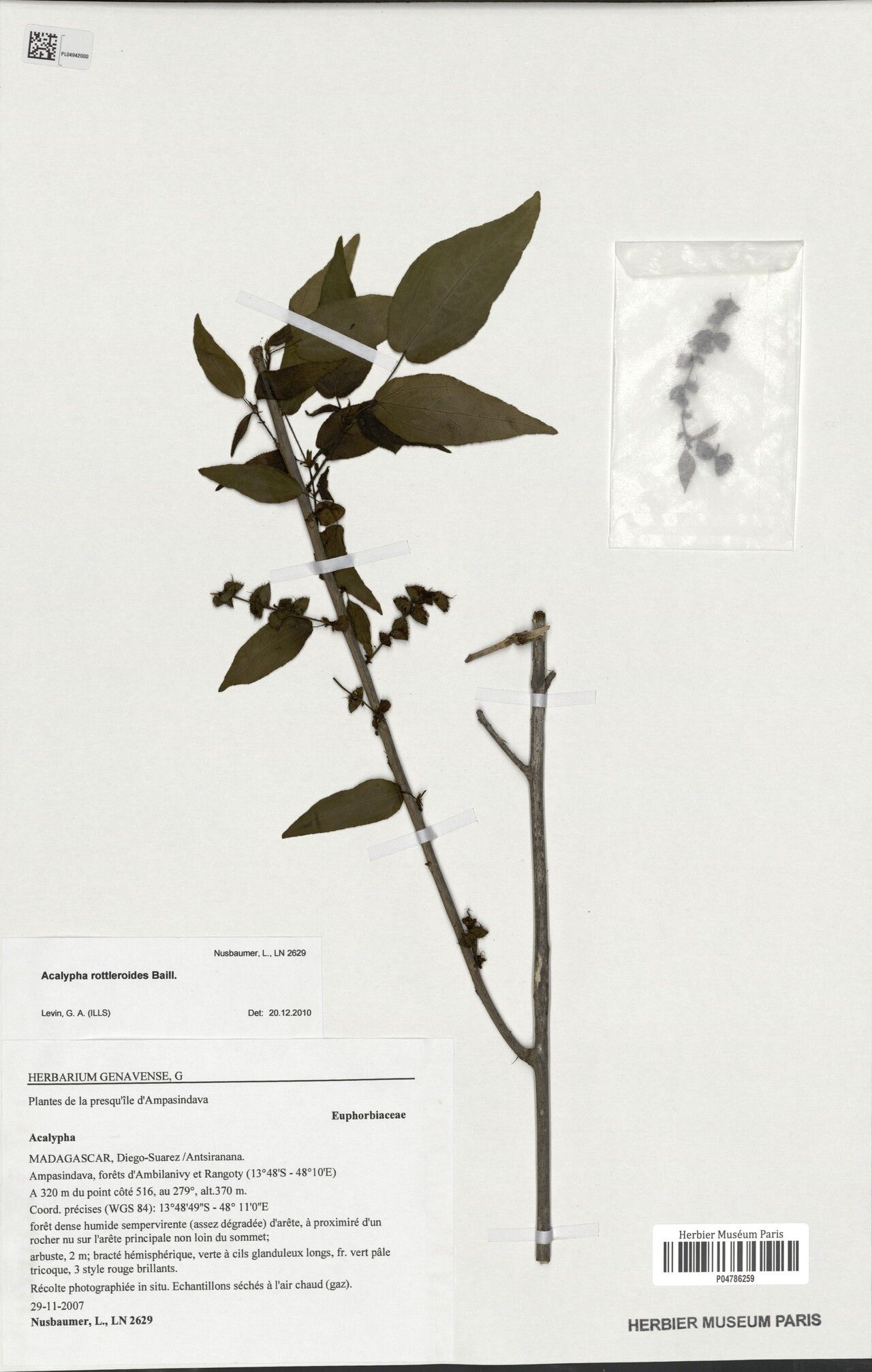 Acalypha rottleroides — houseplant care guide