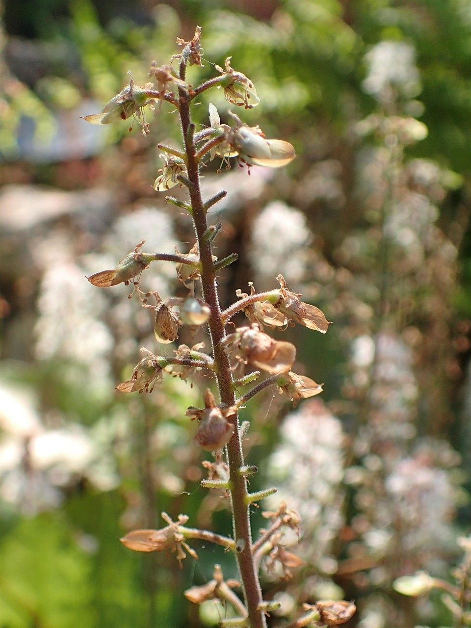 Tiarella wherryi fruit