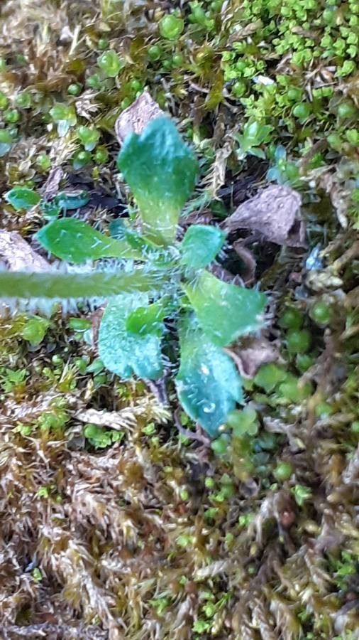 Saxifraga androsacea — search result for 'Saxifraga'