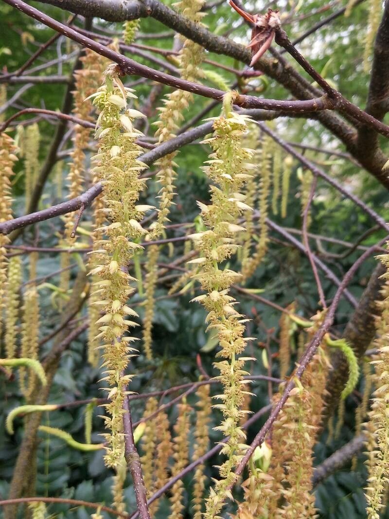 Carpinus fangiana flower