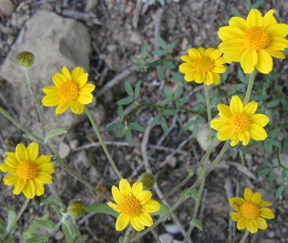 Monolopia gracilens — related species from the same genus