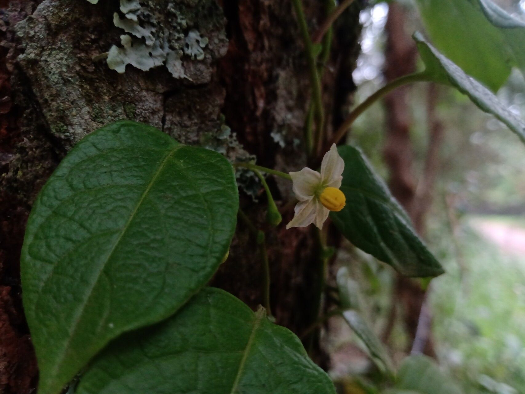 Solanum ionidium flower