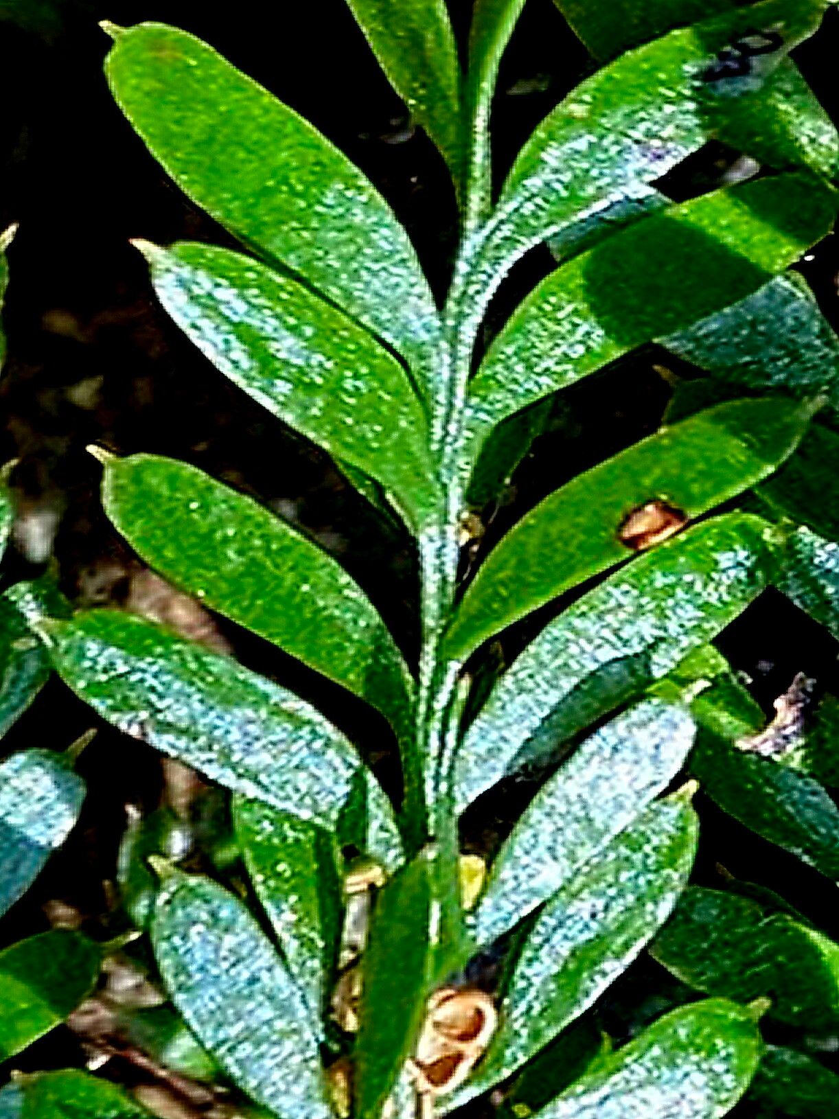 Tmesipteris ovata — related species from the same genus