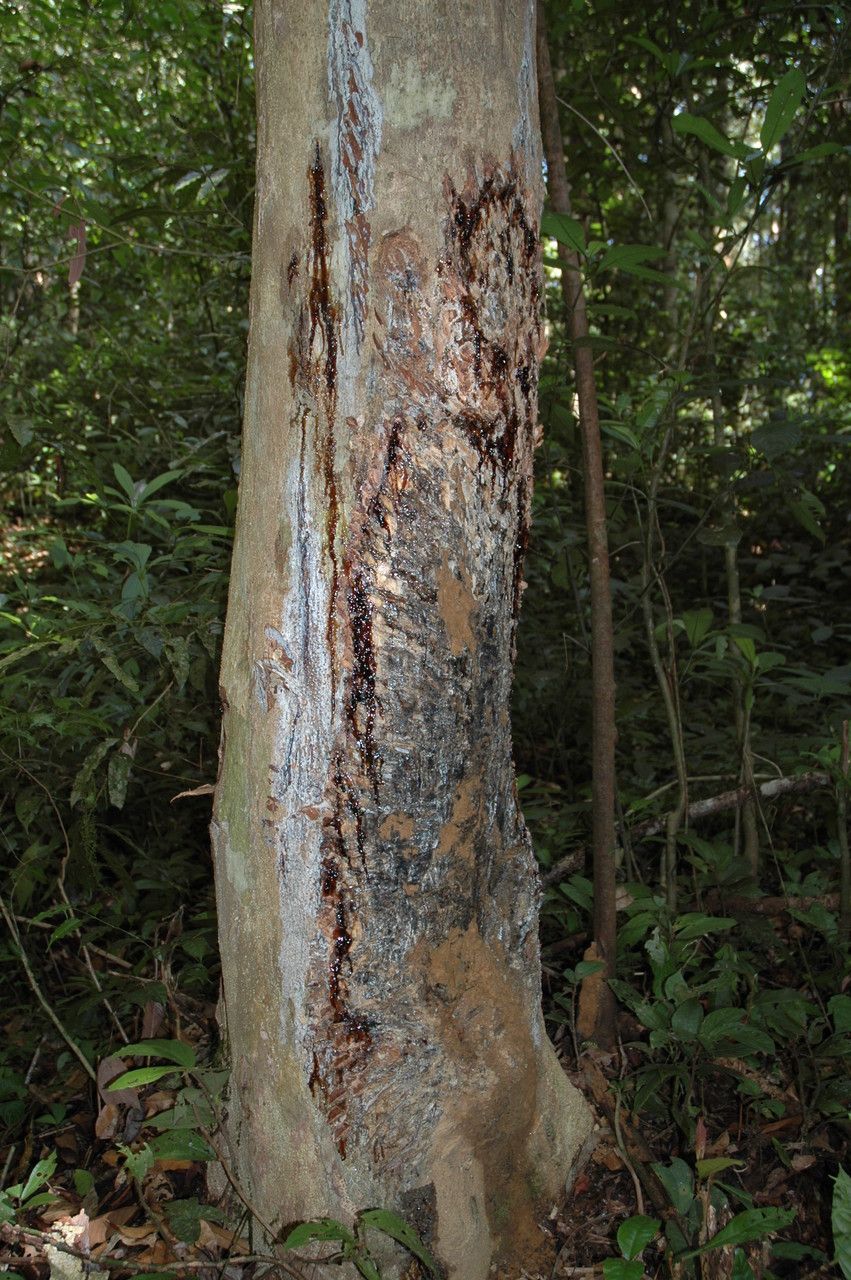 Canarium strictum — search result for 'Burseraceae'