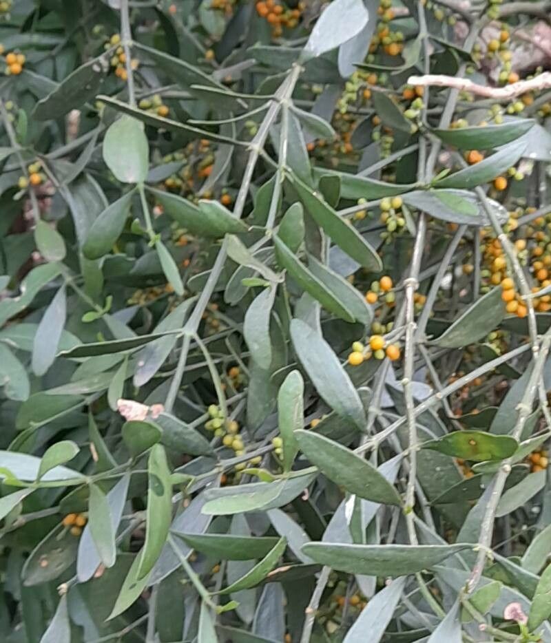 Phoradendron quadrangulare — search result for 'Santalaceae'