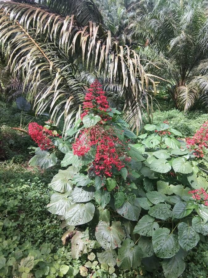 Clerodendrum japonicum flower
