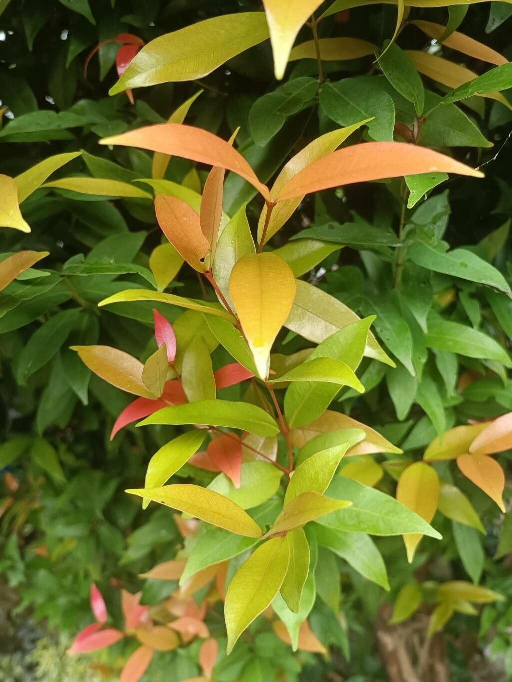 Eugenia rhombea leaf