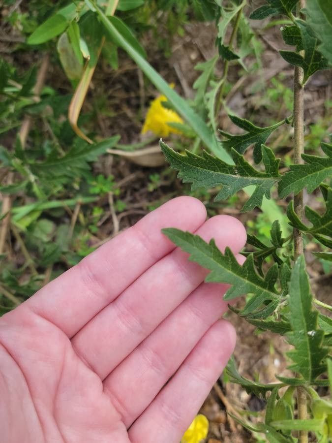 Aureolaria grandiflora leaf