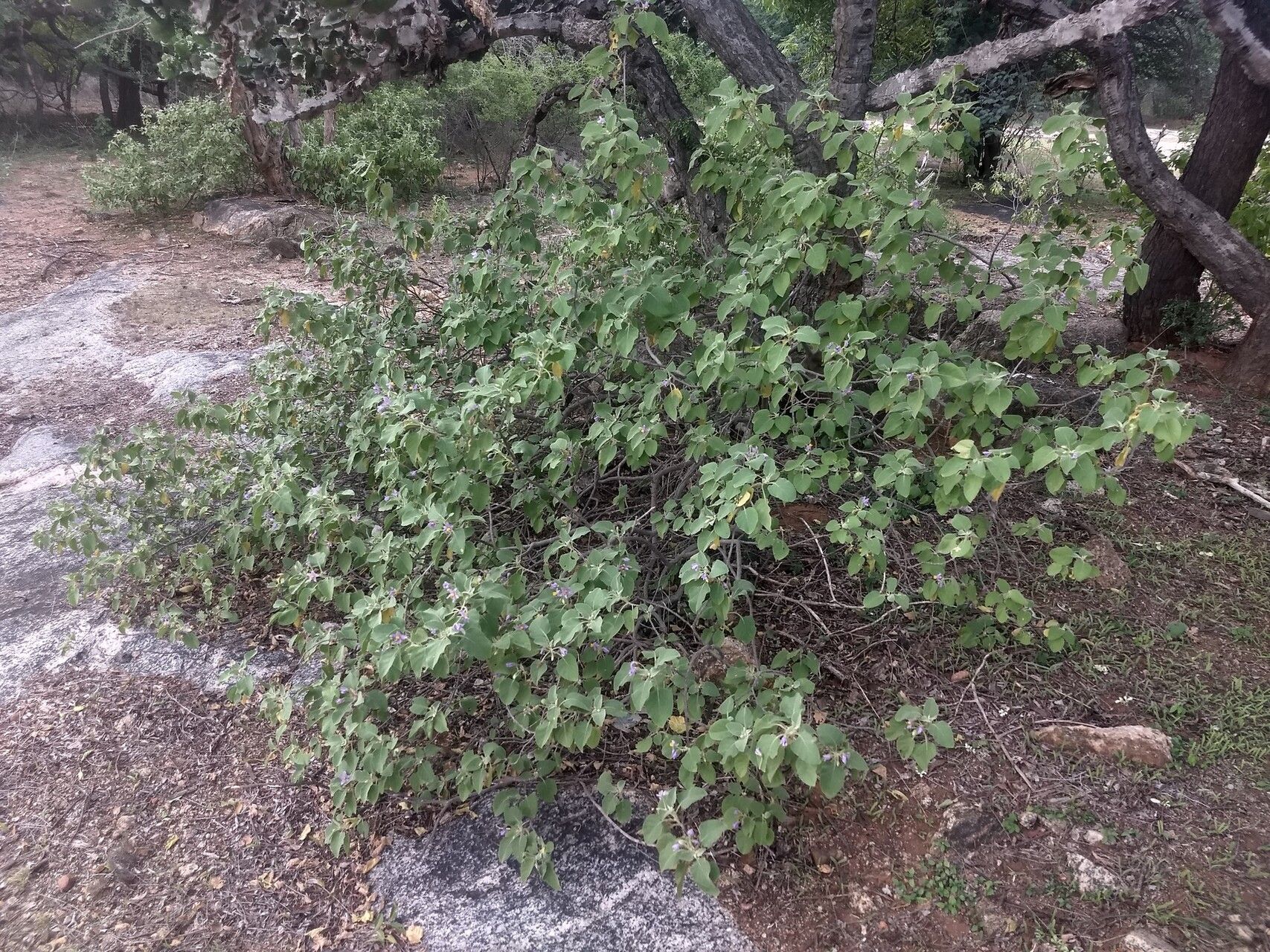 Solanum pubescens habit