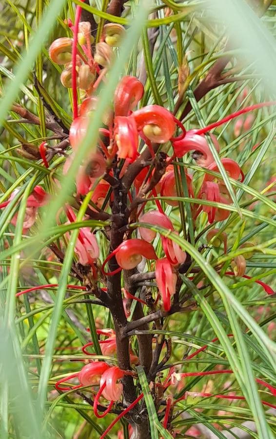 Grevillea johnsonii flower