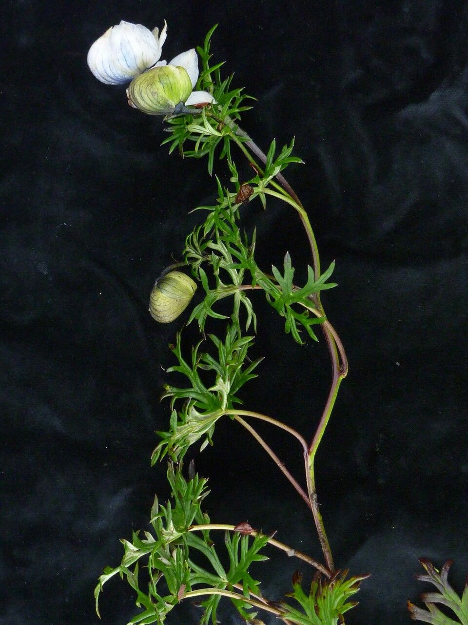 Aconitum heterophylloides habit