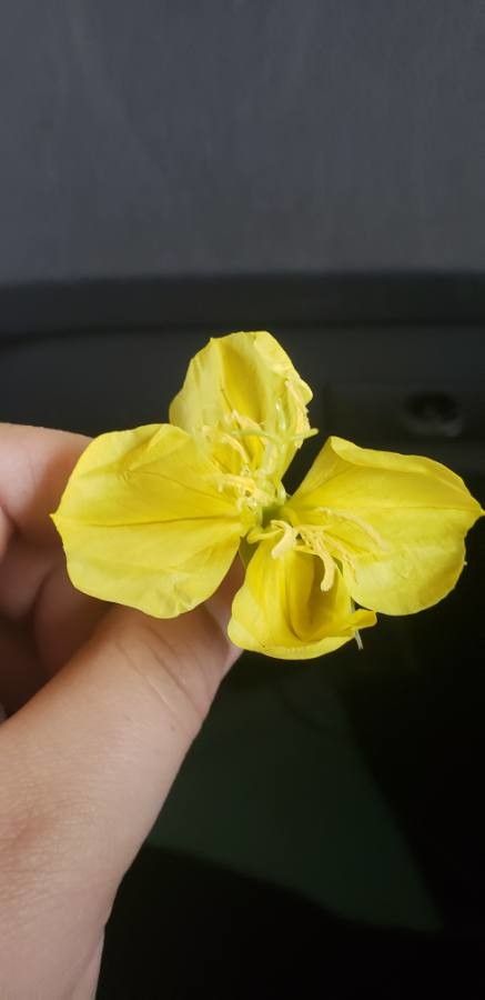 Oenothera triloba flower
