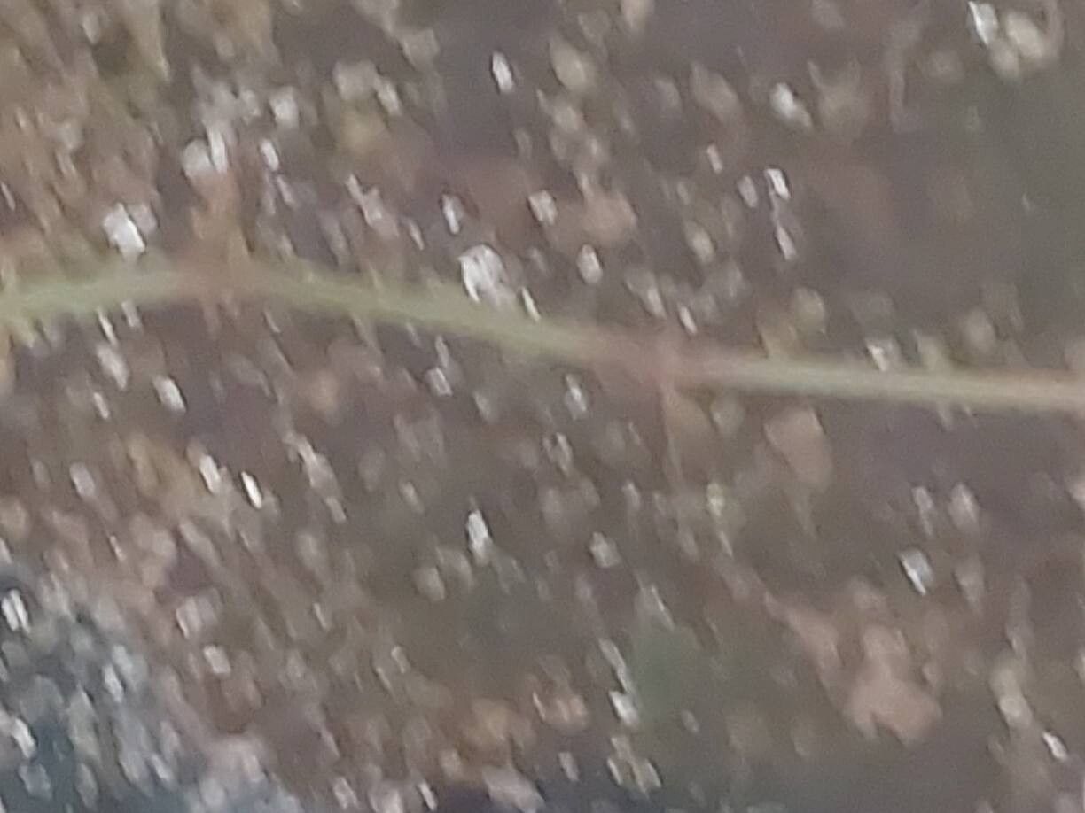 Begonia dracopelta bark