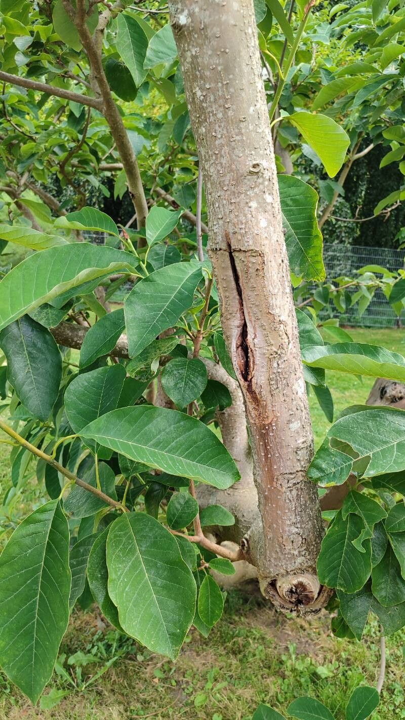 Magnolia × wieseneri bark