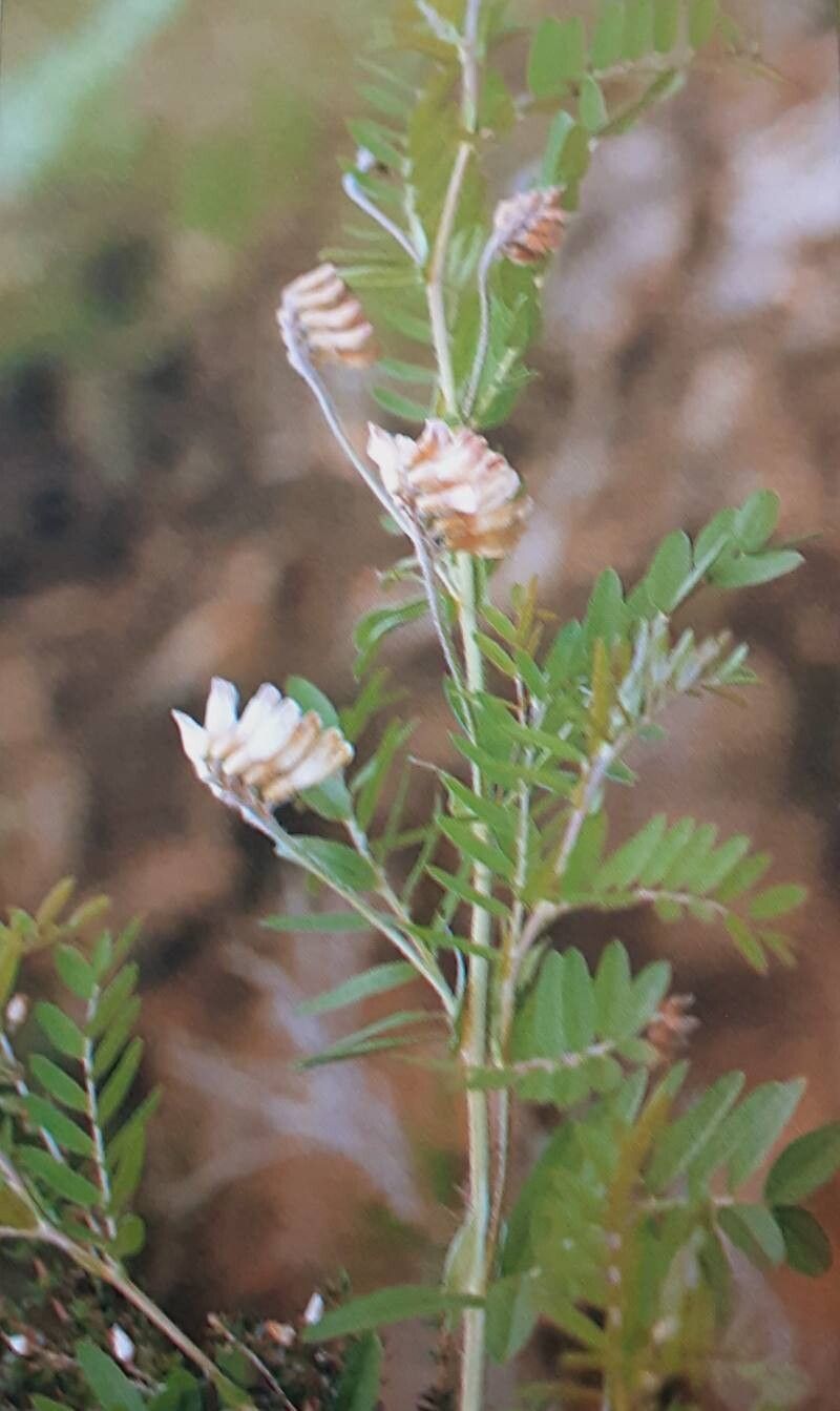 Vicia tenuissima — houseplant care guide