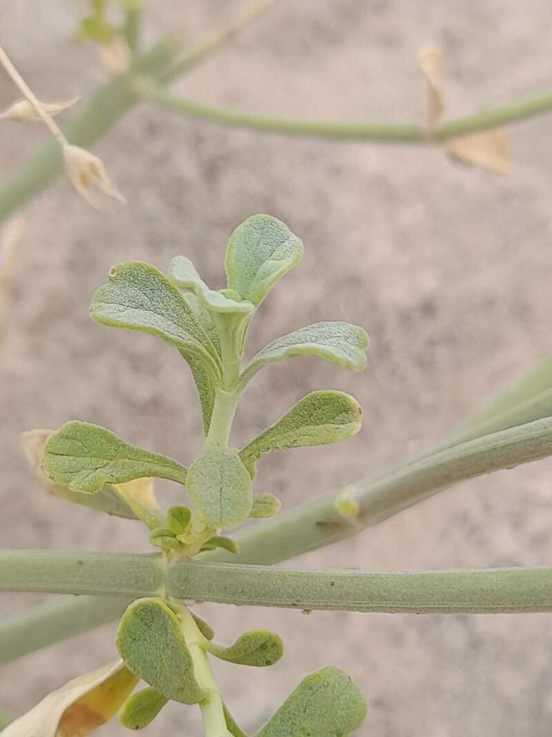 Teucrium oliverianum leaf