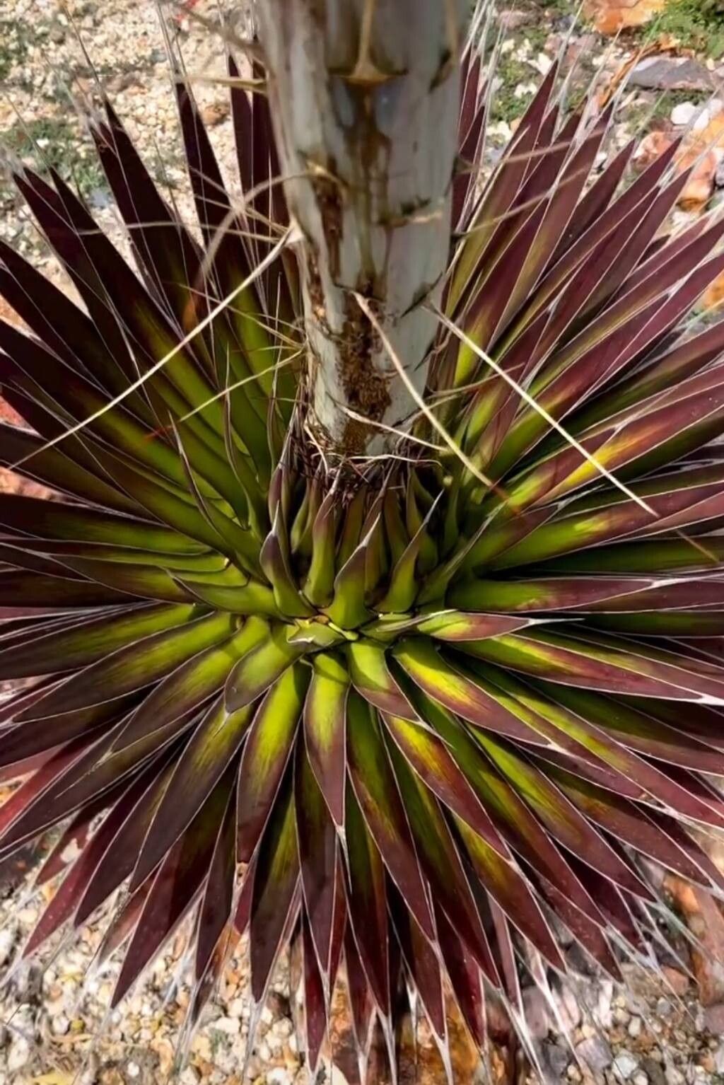 Agave pelona leaf