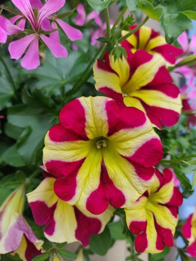 Petunia × atkinsiana fruit