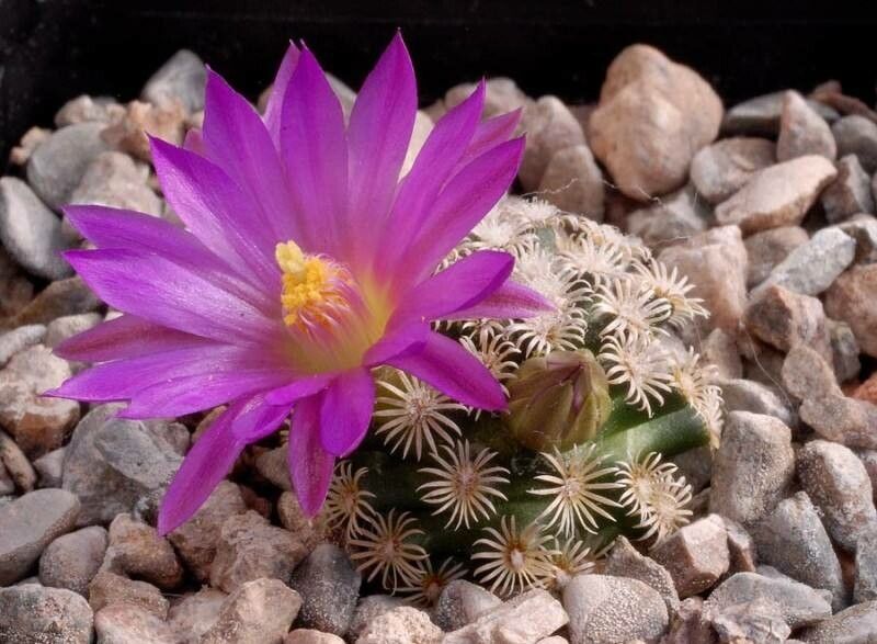 Mammillaria hernandezii flower