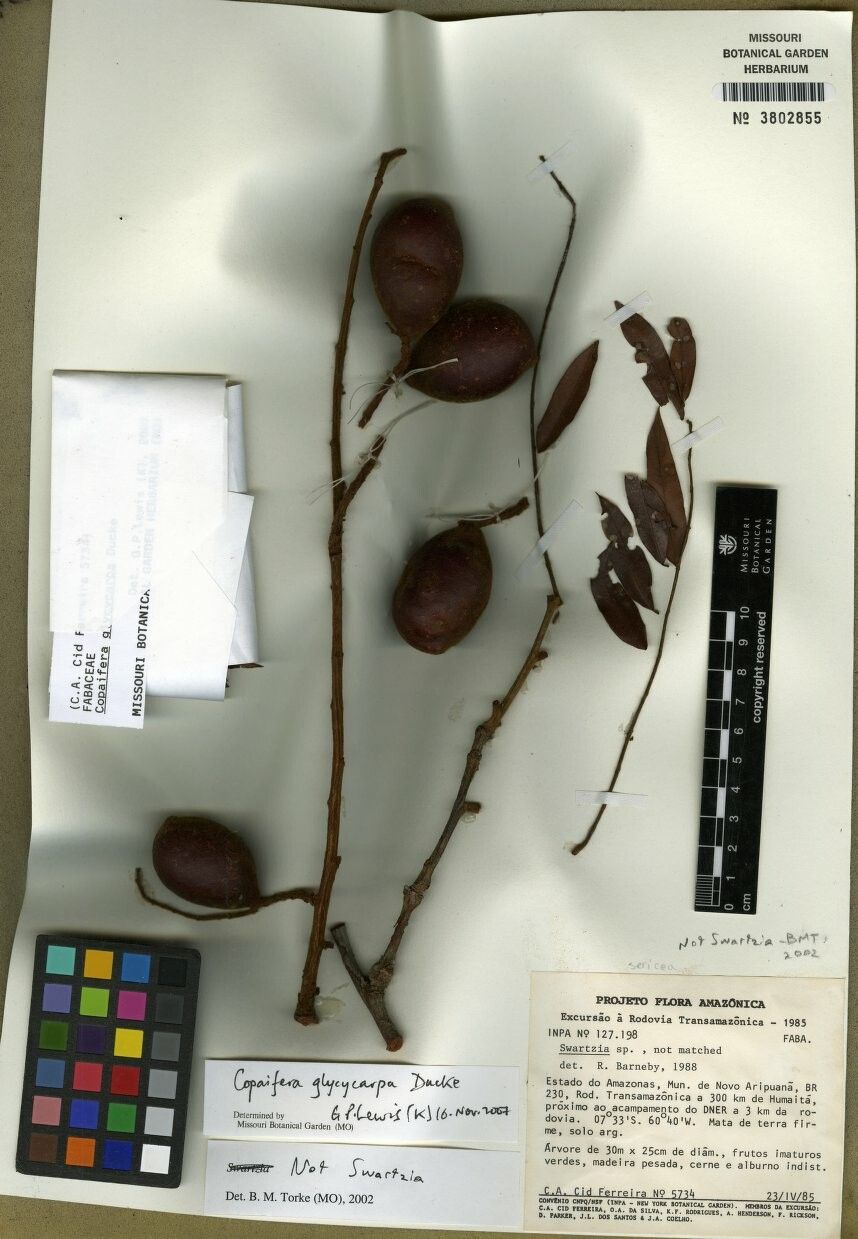 Copaifera glycycarpa — related species from the same genus
