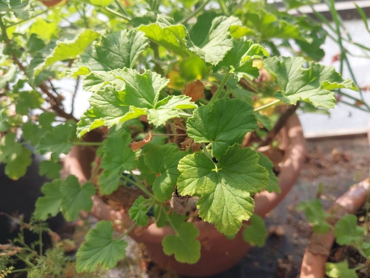 Pelargonium semitrilobum — houseplant care guide