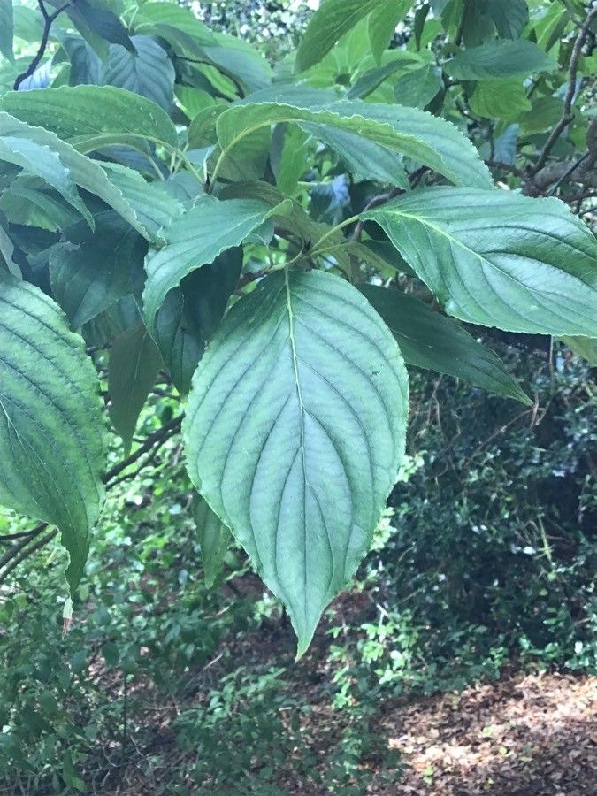 Cornus macrophylla