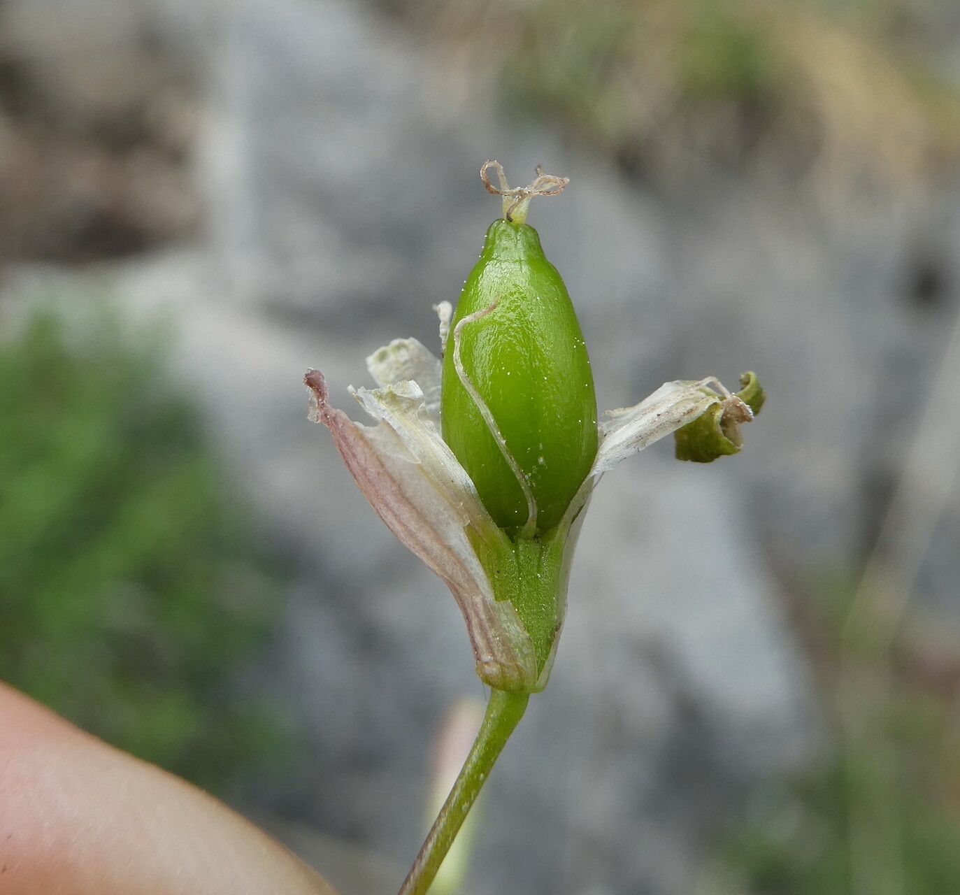Silene saxifraga fruit