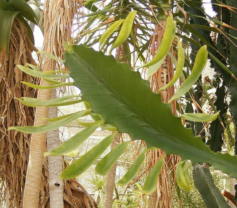 Euphorbia ampliphylla leaf