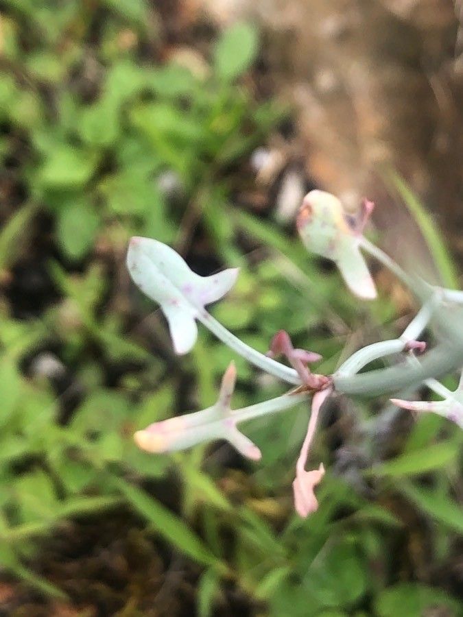 Rumex induratus leaf