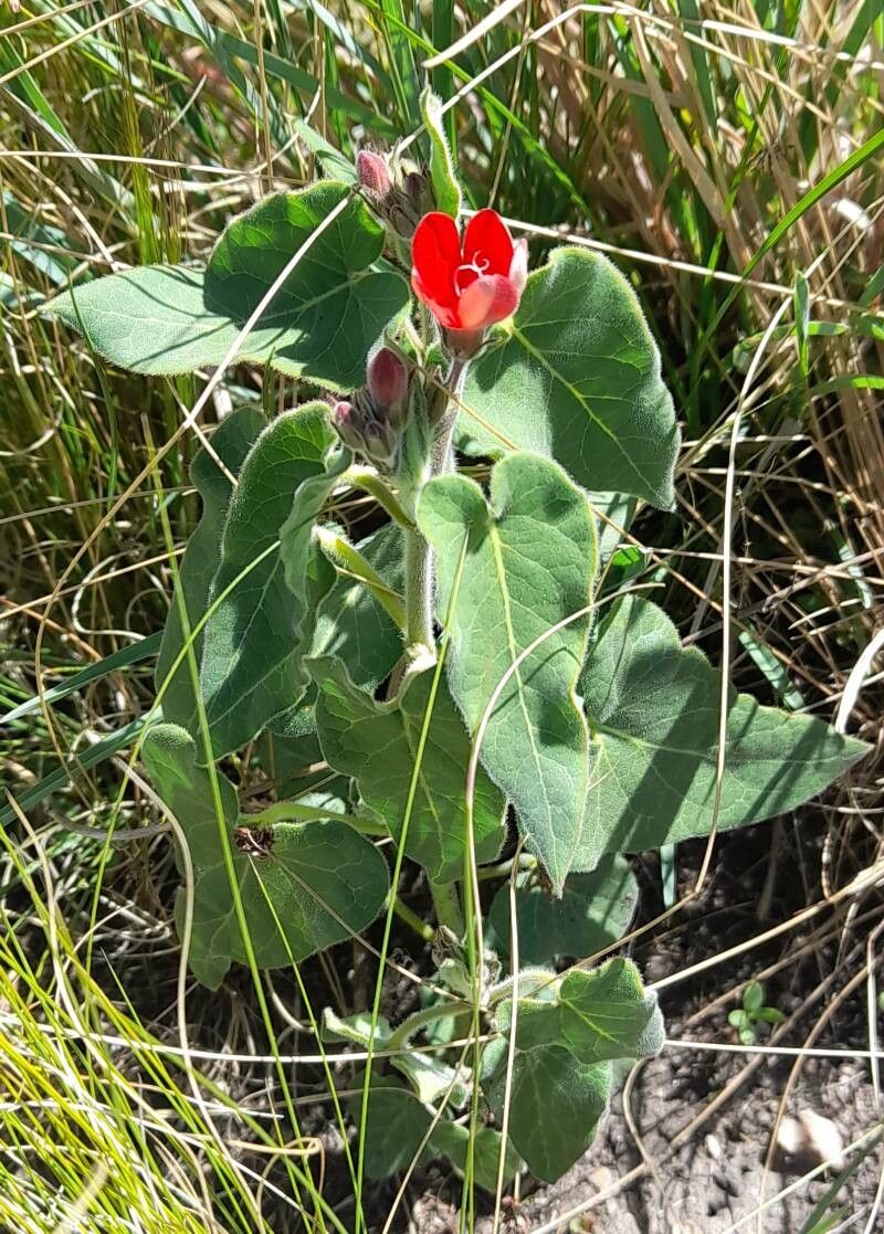 Oxypetalum coccineum habit