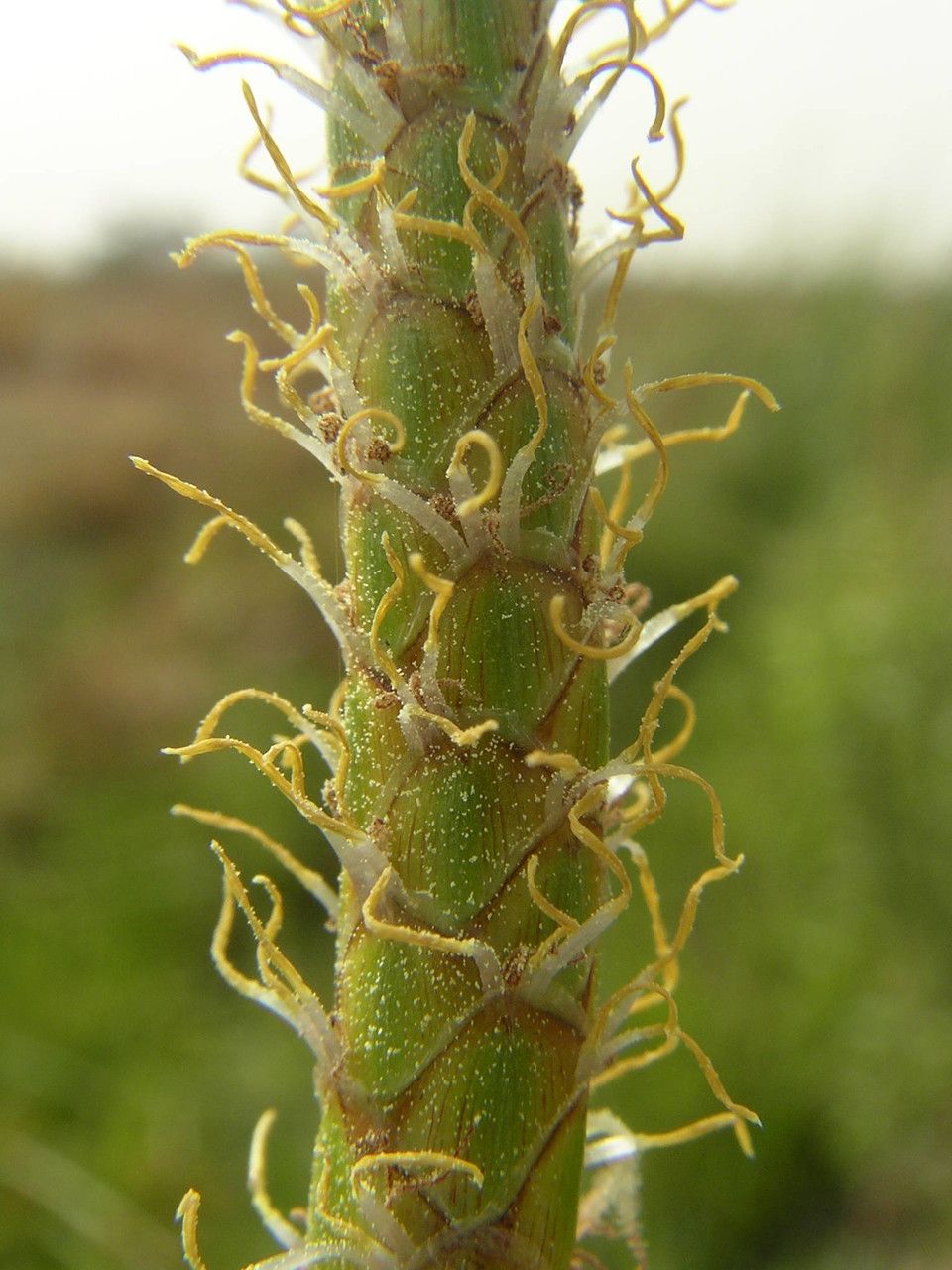 Eleocharis decoriglumis fruit