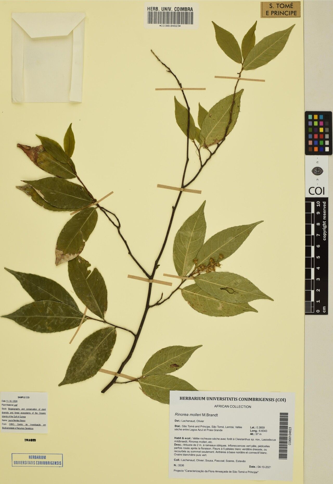 Rinorea molleri — houseplant care guide