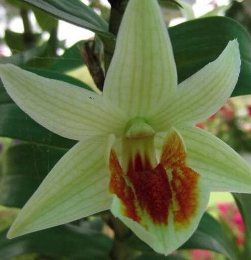 Dendrobium cruentum flower